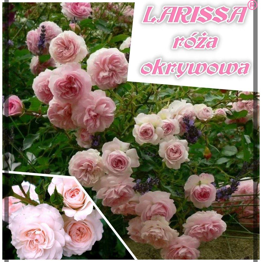 Larissa róża okrywowa kol